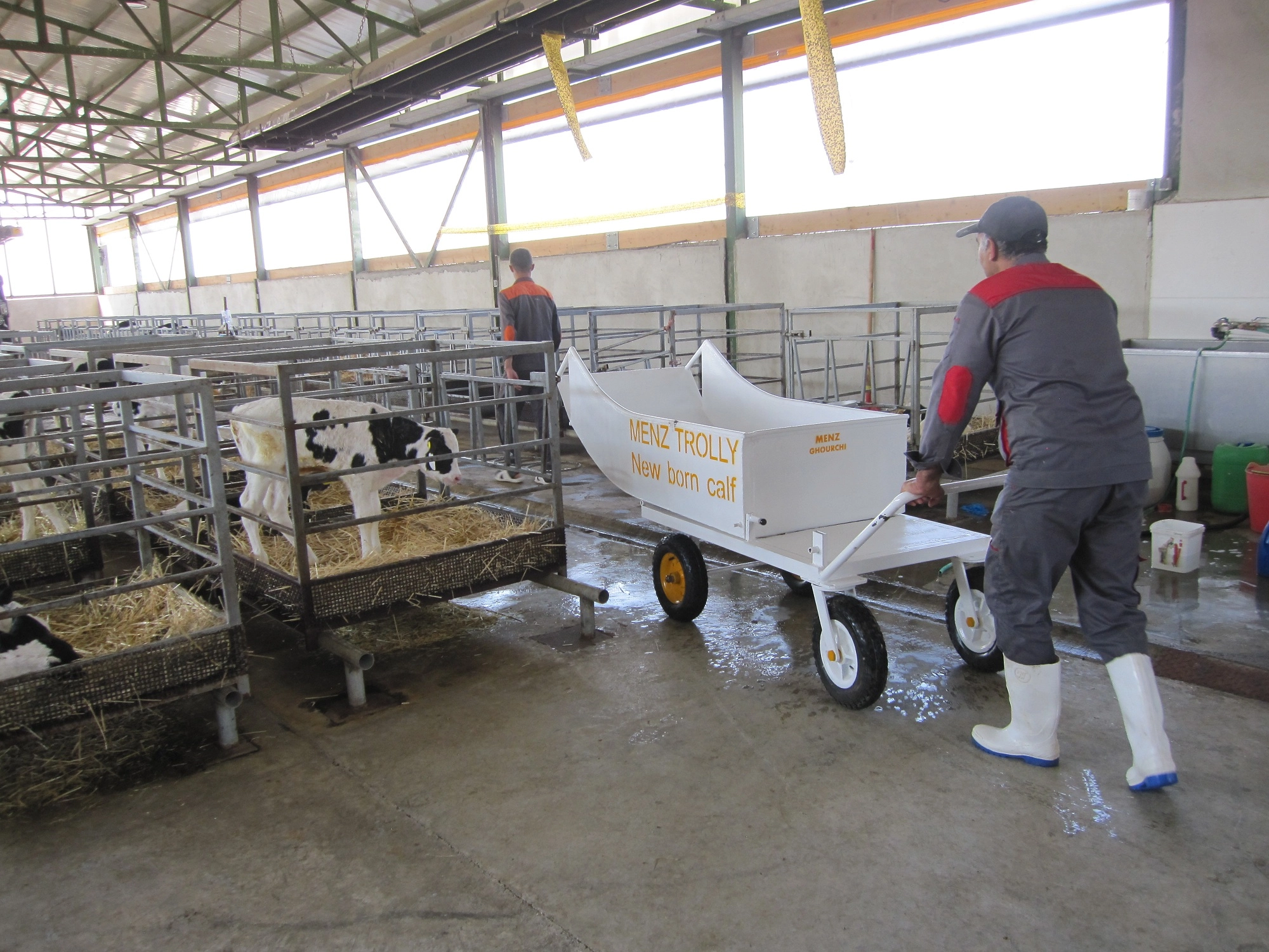 Trolley for carrying baby calves